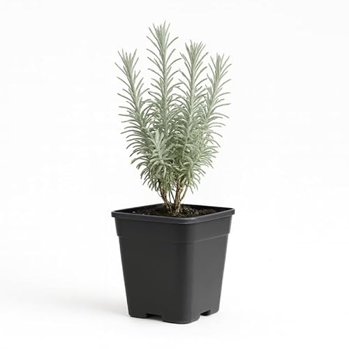 MyosHome - Planta Natural de Curry en Maceta de plástico 14 x 14 cm. Planta Aromática de 25 cm para Jardín, Cocina y Decoración, Natural Viva Exterior/Interior. Curry (Helichrysum italicum)