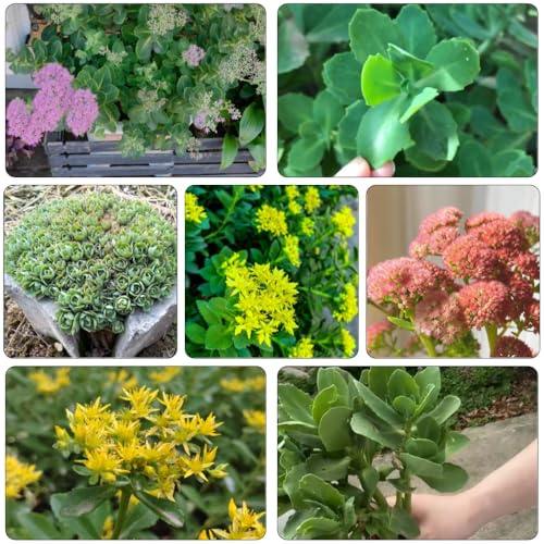 sedum semillas de reverdecimiento de tejados semillas Cobertura perenne resistente bonsái jardín del balcón 350pcs