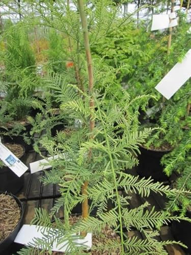 Urweltmammutbaum Blue-Ish - Chinesisches Rotholz - Metasequoia glyptostroboides Blue Ish