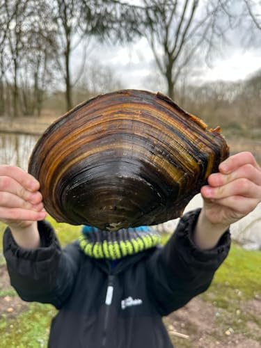 Gartenteich-Wasserfilter- Teichmuscheln gegen Algen im Teich (10 große Teichmuscheln)