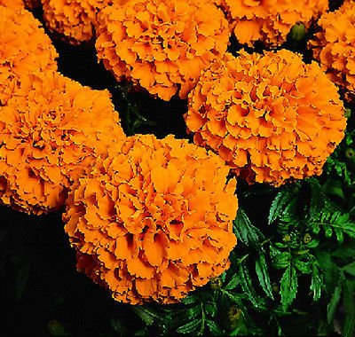 50 Calendula Semi Logro americana Orange Garden