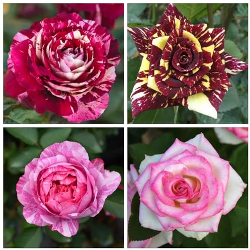 Rosas híbridas/rosas/rizomas/resistentes/ornamentales/de jardín/en maceta/de interior/de exterior/fáciles de cuidar-1 PCS-E
