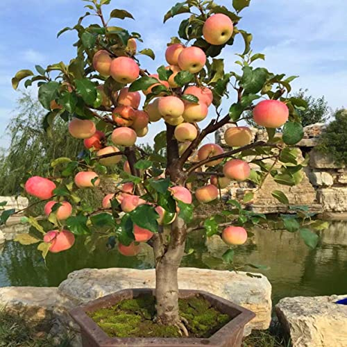 Cipolle ornamentali a forma di albero di melo, adatte agli insetti, resistenti al freddo, durevoli, 4 rizomi compatibili