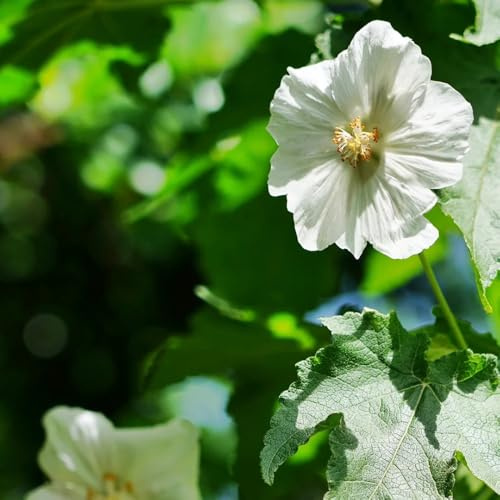 veri semi biologici di malva Althaea officinalis, semi di giardino autunnali da giardino roccioso esterno vecchie 300pcs