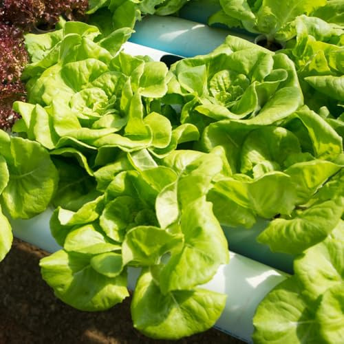 semi di lattuga lattuga resistente, varietà antiche di lattuga biologici resistenti per il giardino, vecchi 800pcs