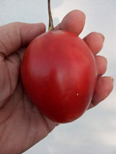?? 10 Semi di Albero di Pomodoro (Cyphomandra betacea 'Red') Tamarillo Seeds Samen