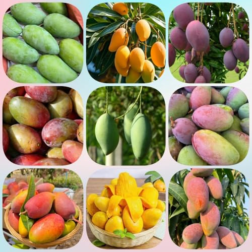 Semi di mango, resistenti per il giardino da piantare, frutteto acquistarere da regali per gli amanti del giardino da giardino 3pcs