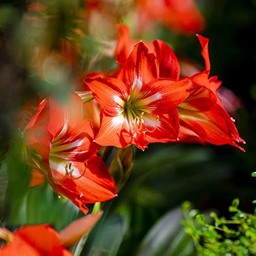 amaryllis resistenti bulbi di perenni resistenti al freddo Giardino di letti elevati per giardini decorativi letto elevato 6 pezzi
