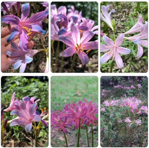 giglio ragno - Lycoris Radiata bulbi di giardino resistenti decorazione balconi selvatici balcone giardino balcone primavera 3pcs