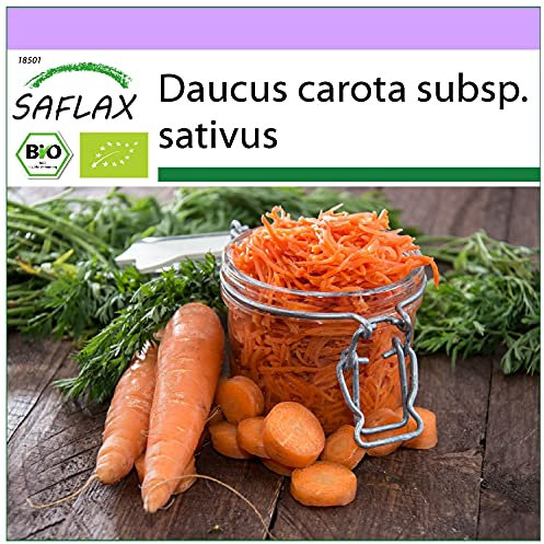 SAFLAX - BIO - Carottes - Roi de l'automne - 1000 graines - Daucus carota
