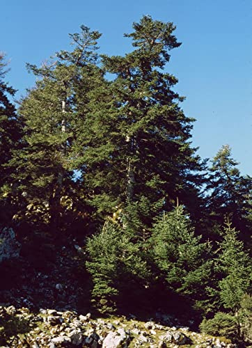 Griechische Tanne (Abies cephalonica) 20 Samen