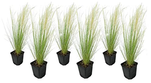 Plant in a Box - Stipa - Set di 6 - 'Pony Tail' - Erba ornamentale - Vaso 9cm - Altezza 20-30cm
