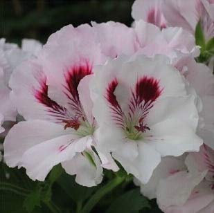Geranio Reale del giardino di 15 pezzi 100%, semi del geranio del Pelargonium, Fiori del Pelargonium Che FreeShipping