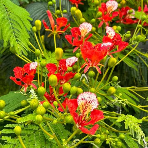 flammenbaumsamen - hochbeete für garten, stauden winterhart mehrjährig, bio exotische bodendecker 20pcs