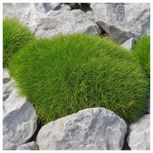 Stauden Gänge 50 x Festuca gautieri Bärenfellgras winterhart | Bärenfellgras – immergrünes, winterhartes Ziergras & Bodendecker für Sonne bis Halbschatten, mehrjährig, 9x9 cm Topf