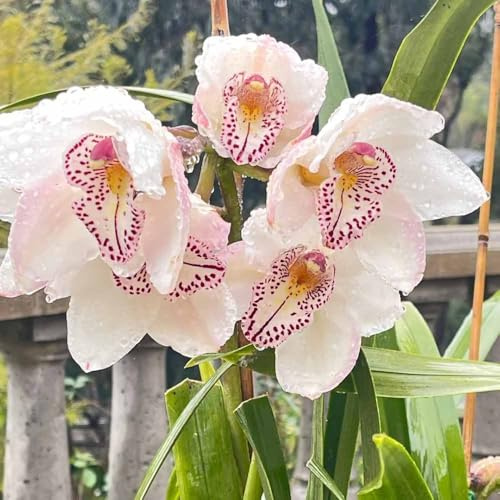 semillas de orquídeas - jardín semillas de orquídeas silvestres perennes oficina 200pcs