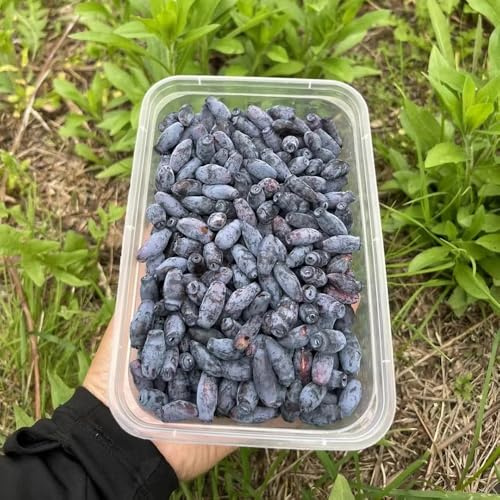 semi di mirtillo siberiano honeyberry - giardino biologici resistenti 100pcs