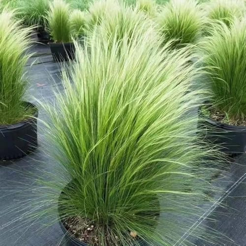 federgras, stipa tenuissima, grünpflanzen zimmerpflanzen ziergras winterhart mehrjährig hochbeet bodendecker 400samen