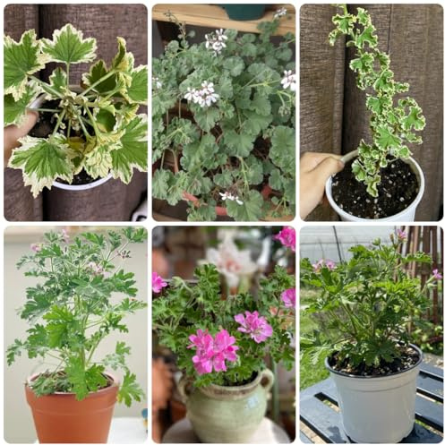 Semi di Pelargonium graveolens, geranio profumati al geranio limone Giardino per interni, decorazione del soggiorno, primaverili, 10pcs