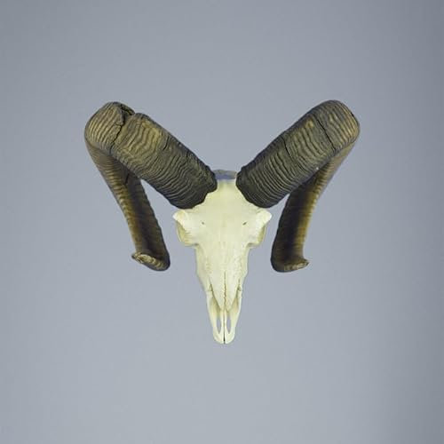 Hi Life Living Nature 767MU Mufflon jagdtrophae, Wildschaf, Horn 74-72cm C.22cm DE
