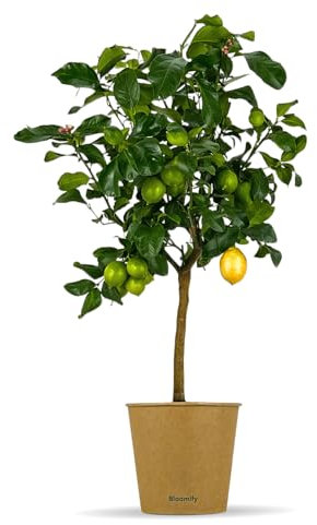 Bloomify® Zitronenbaum “Zeus” | 80 bis 110 cm | Fruchtreife Zitrone perfekt für Terasse und Balkon | veredeltes Zitronenbäumchen | echte Zitruspflanze | Citrus Limon | Lemon Tree