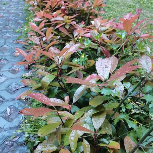 Semi di nespolo rosso pettirosso - rustiche per balconi Photinia Red Robin, da siepe, arbusti sempreverdi resistenti semi di autunnali, arbusti 100pcs