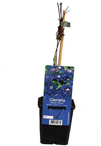 Blumen-Senf Clematis Multi Blue/30 cm/Topf Ø 9 cm/wunderschöne Clematis Waldrebe Kletterpflanze