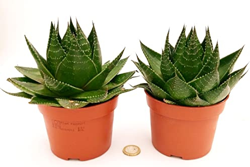 POWERS TO FLOWERS - ALOE COSMO, 2 PIANTE, vaso 13cm, piante vere
