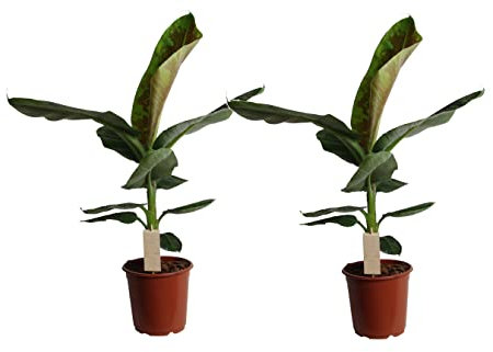 Plant in a Box - Set di 2 - Musa 'Dwarf Cavendish' - Pianta da appartamento - Pianta di banano - Vaso 21cm - Altezza 90-100cm