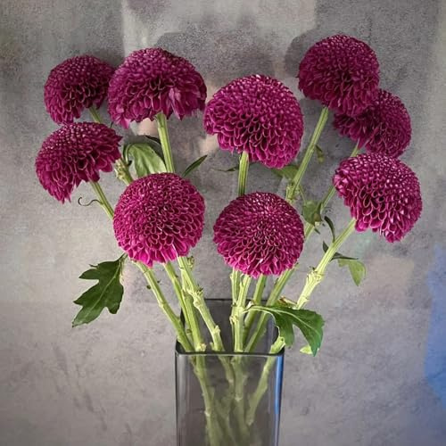 semillas de pompon mamma - jardín de rocas resistentes mamá pompón, sombra Decoración jardín para exteriores, alfombra, 40pcs