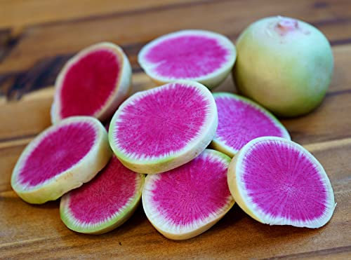 Radieschen Wassermelone – Raphanus sativus – Rosa Überraschung mit mildem Biss – 120 Samen