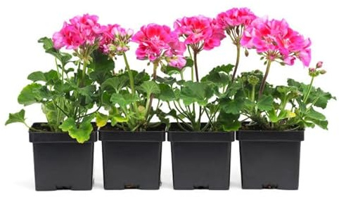 Pelargonium - Plantas Vivas - Set 4 Plantas - Geranios Naturales
