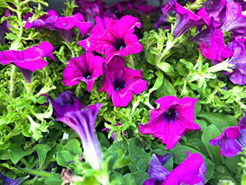 Surfinie Fuxia 3 piante MADE IN ITALY Terre di Romagna bellissime freschissime Aria di Primavera