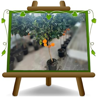 EURO PLANTS VIVAI Baumschule Citrus Navelina Orangenbaum 26 cm Topf