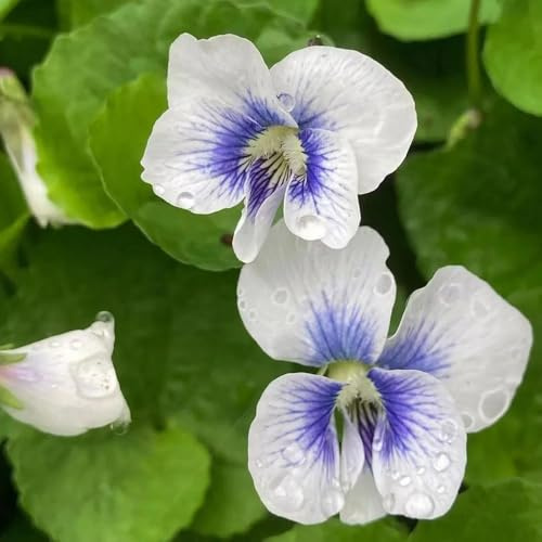 Semillas de violeta fragantes, Las de jardín de rocas son resistentes. viola odorata, semillas de silvestres 200pcs