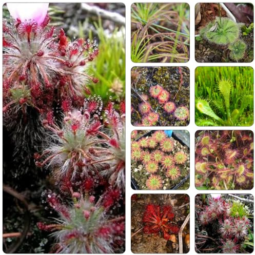 sonnentau exotische zimmerpflanzen dekopflanzen kräuterpflanzen blumensaat winterharte kübelpflanzen hochbeet balkon balkonpflanzen winterhart blumengarten blumensamen winterharte 25samen