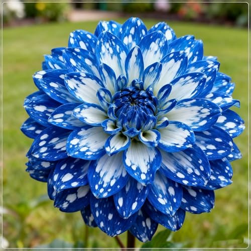 Dalia/Bulbi di Dalia resistente/Giardino espositivo elegante/Piantagione primaverile e autunnale-d-2 Bulbi