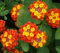 30 Semillas de Lantana, Bandera Española, Flor de Sangre (Lantana Camara)