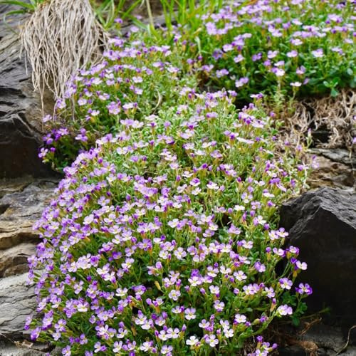 Blaukissen, Aubrieta cultorum, steingartenpflanzen winterhart alte sorten bodendecker garten 600Samen