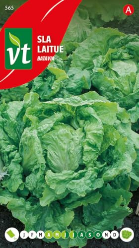 Lettuce Batavia Seeds per gram - Head with Pleasantly Crisp Leaves - 3 g - Seeds per gram: 800