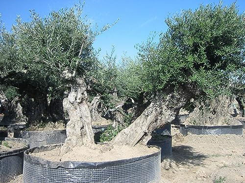 Mediterrano Olivenbaum-Dünger – Der beste Dünger für kräftige Olivenbäume, gesunde Blätter & reiche Ernte – Spezialdünger für Garten & Terrasse. 3 Kg