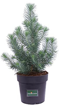 Pianta di Pino Silver Crest Pianta di Pinus Pinea Silver Crest Albero di Pino pianta da esterno pianta ornamentale di Pino pianta conifera pianta vera venduta da eGarden.store (Vaso 17 cm)