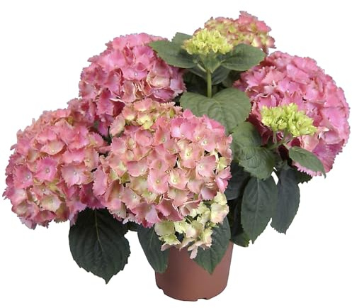 Hortensia Rosa Natural Ideal para Crear Espacios Verdes en Casa