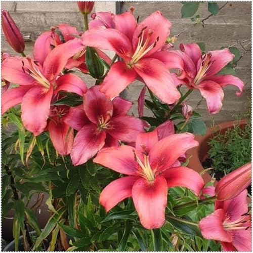 Rizomas de Lirio/Lirios Perennes Resistentes/Cultivo de Lirios Raros/Adecuado Para Plantar en Primavera y Otoño.-10 Rizomas-G