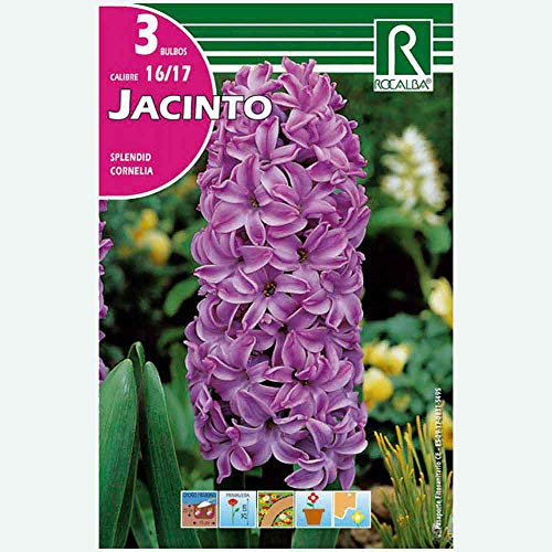 BULBO JACINTO SPLENDID CORNELIA MORADA - 3 UD