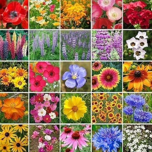 Assorted Flower Seeds, 19 Varieties, 28g, Sunflower, Zinnia, Morning Glory, Calendula, Cornflower, Quick Germination, Low-Maintenance for Beginners