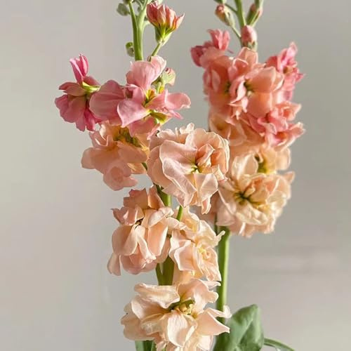 levkojen usambaraveilchen wildblumen balkonblumen wildkräuter gartensamen bonsai topf pflanzensamen kräuterpflanzen indoor kräutergarten pflanzendeko kräutersamen zimmerpflanze 15samen