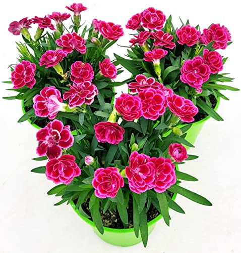POWERS TO FLOWERS - GAROFANO BICOLORE VIOLA, 3 PIANTE, IN VASO 14cm diametro, piante vere