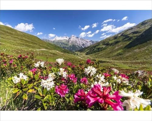 robertharding White and Fuchsia Rhododendrons, Spluga Pass Print - Print 10x8 (25x20cm) (17827850)