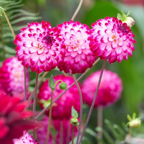 Carbeth Plants - 2 x Dahlia Pompom Little Robert Summer Bulbs - Pink Cream Summer Flowering Dahlia Tubers - Herbaceous Perennial Garden Plant - Planting in Outdoor Borders, Beds & Containers